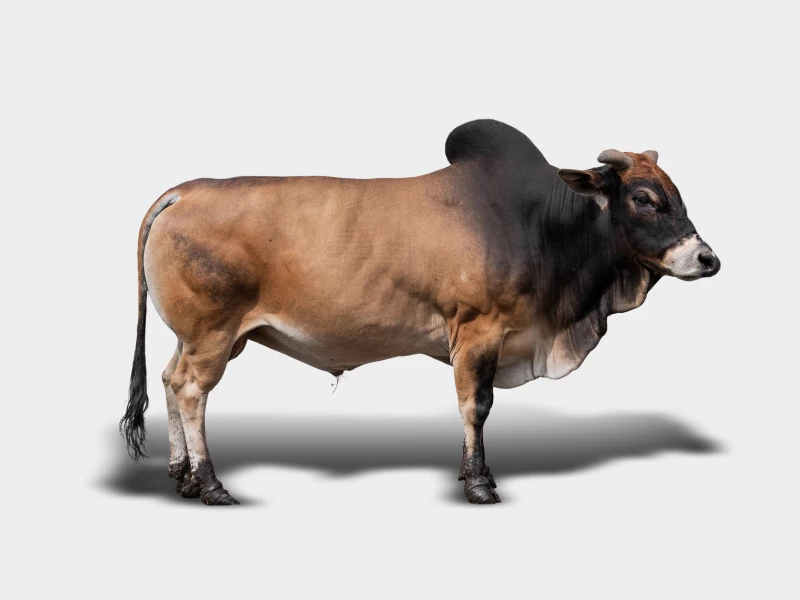 sapi Aceh