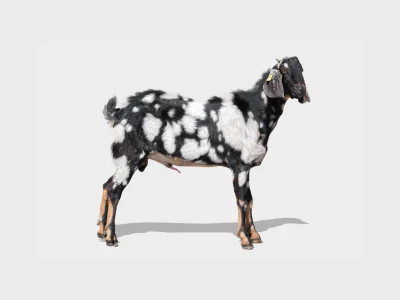 desain-tanpa-judul-2